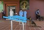 Cães usados para rastrear explosivos são treinados para detectar coronavírus no Camboja