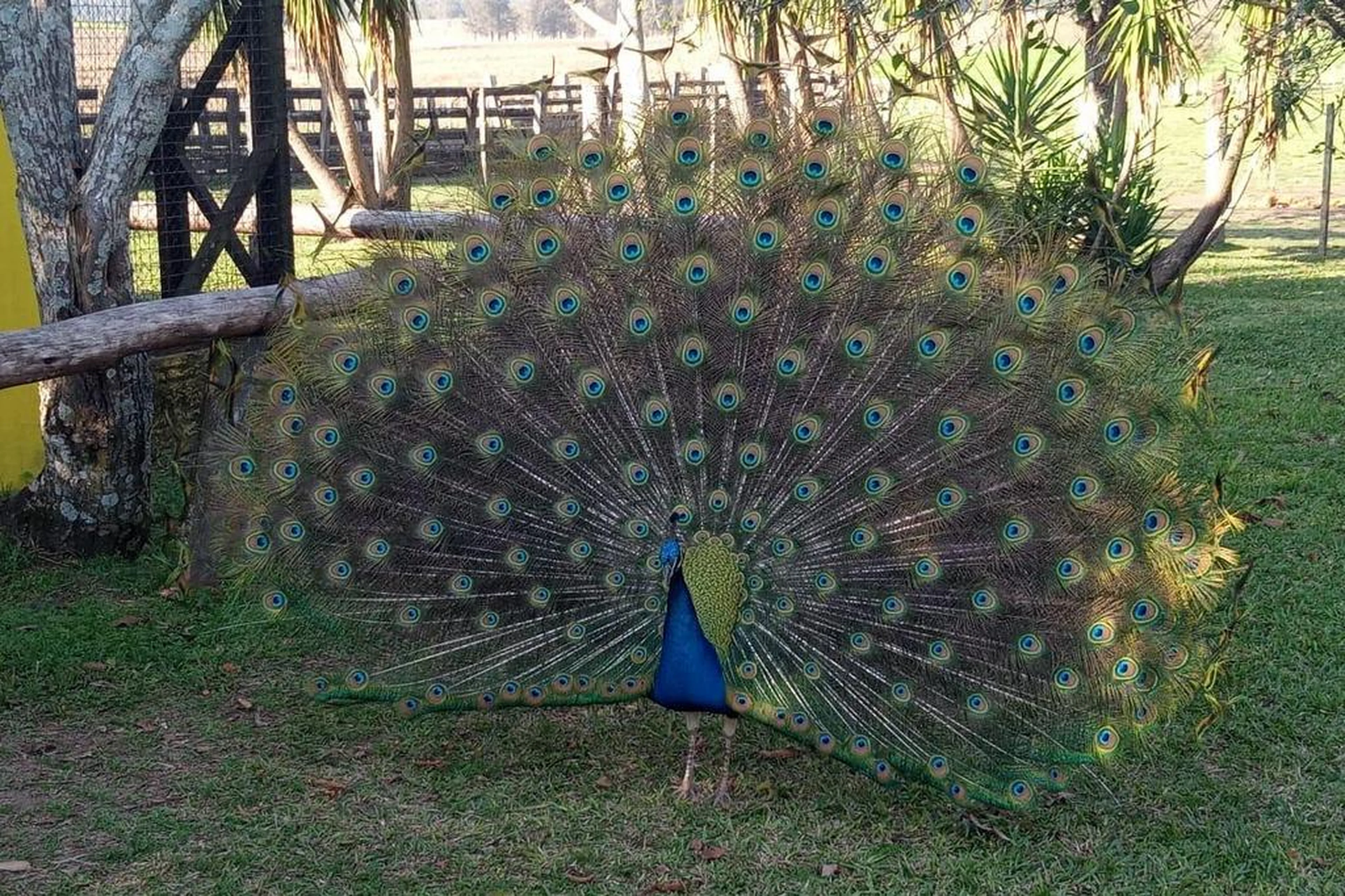 Mantenedouro São Braz/Divulgação