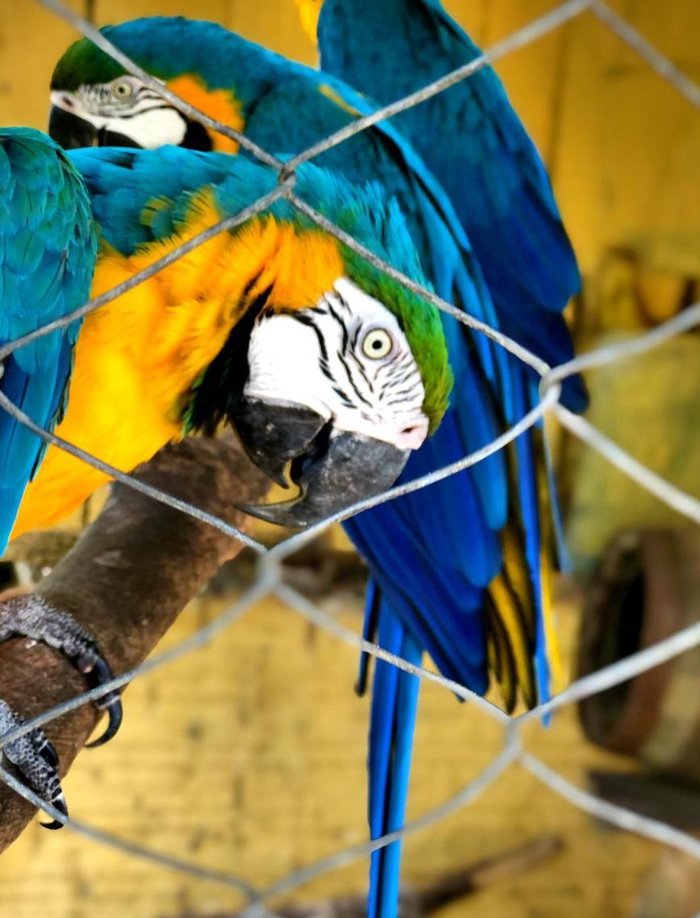 A arara Linda foi colocada em viveiro com outras da espécie canindé, com penugem azul