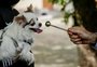 Pets recebem a bênção em paróquias de Porto Alegre no dia de São Francisco de Assis