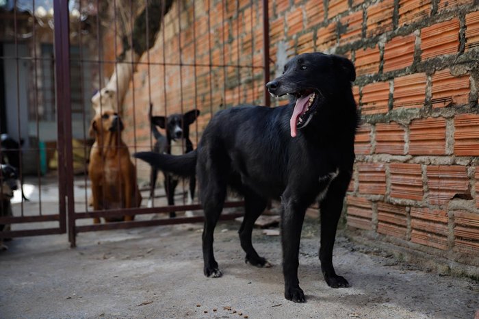 Animais atendidos pelo projeto AuQueMia estão no aplicativo PetPonto