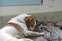Após ser localizado em um barranco, abandonado dentro de um saco e totalmente debilitado, o cãozinho Coragem precisa de ajuda em Bento Gonçalves. Ele foi resgatado pelo Corpo de Bombeiros na tarde do último sábado (9) e agora se recupera em uma clínica veterinária. <!-- NICAID(14912422) -->