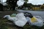 PORTO ALEGRE,RS,BRASIL.2021,10,16.Falta de coleta de lixo em Porto Alegre, deixa ruas e avenidas com containers cobertos de lixo. Também há lixo espalhados pelas calçadas.(RONALDO BERNARDI/AGENCIA RBS)<!-- NICAID(14917237) -->