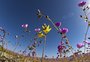 Além da beleza colorida, floração no deserto do Atacama alerta para as mudanças do clima