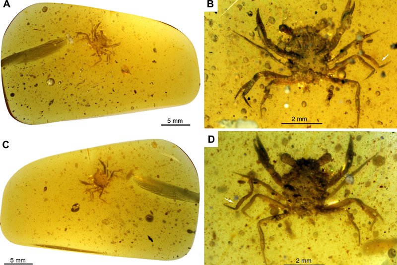 Cientistas encontram caranguejo de 100 milhões de anos que viveu no período cretáceo. FOTO: Javier Luque e Lida Xing / Science /  Reprodução<!-- NICAID(14921600) -->