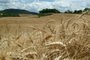 trigo, soledade, safra 2020/2021, safra de trigo, colheita, colheita de trigo<!-- NICAID(14922494) -->