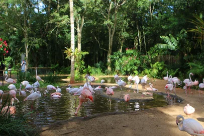 FLAMINGOS MORREM NO PARQUE DAS AVES-FOZ DO IGUAÇUPR - FLAMINGOS PARQUE DAS AVES-FOZ DO IGUAÇU - VARIEDADES - Segundo a comunicação do  Parque das Aves, em Foz do Iguaçu, informou nesta tarde de hoje 9 de novembro: -  É com enorme pesar que anunciamos a perda de 172 flamingos que viviam conosco. Na madrugada dessa terça-feira, 9/11, duas onças do Parque Nacional do Iguaçu, Indira e seu filhote, Aritana, que está aprendendo a caçar, adentraram o recinto dos flamingos. Nem todos os animais vieram a óbito pela encontro direto com as onças. Alguns flamingos vieram a óbito pelo estresse da situação (fenômeno chamado de miopatia de captura). Apenas 4 flamingos estão vivos. O Parque decretou luto de três dias e tem previsão de reabertura ao público na sexta-feira (12). Fotos arquivo. 09/11/2021 - Foto: GISELE PIMENTA/FRAMEPHOTO/FRAMEPHOTO/ESTADÃO CONTEÚDOEditoria: VARIEDADESLocal: FOZ DO IGUACUIndexador: GISELE PIMENTAFonte: FRAMEPHOTOFotógrafo: FRAMEPHOTO<!-- NICAID(14936558) -->