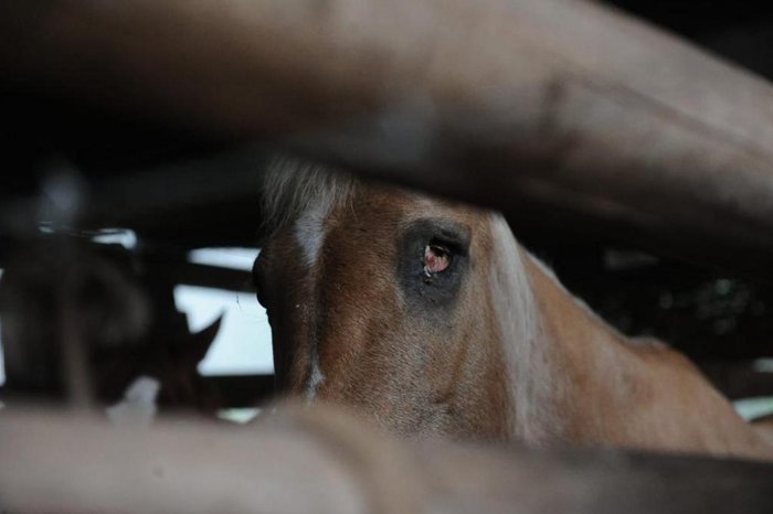 Muitos dos cavalos já chegavam doentes à chácara