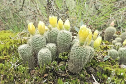 Espécie de cacto ameaçada de extinção é encontrada em Caxias do Sul<!-- NICAID(14944441) -->