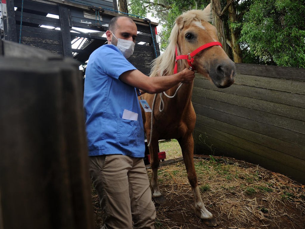 Cavalos sobreviventes abatedouro clandestino são resgatados pela PAC e  SOAMA – SOAMA
