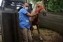 CAXIAS DO SUL, RS, BRASIL, 26/11/2021 - Cavalos resgatados de abatedouro clandestino chegam a Caxias do Sul. Eles terão acompanhamento veterinário e serão destinados para doação, por meio de ONGs de proteção animal. (Marcelo Casagrande/Agência RBS)<!-- NICAID(14952338) -->