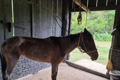 Vítória, um dos cavalos resgatados pelo MP em abatedouro clandestino em Caxias, tem um novo lar. Celeste, Star, Príncipe e Raio de Sol devem ir para a casa dos adotantes nos próximos dias. Os cinco tiveram as vacinas pagas pelo valor arrecadado pela rifa. A jumentinha Pantufa foi adotada pela UCS.<!-- NICAID(14969788) -->