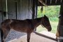 Vítória, um dos cavalos resgatados pelo MP em abatedouro clandestino em Caxias, tem um novo lar. Celeste, Star, Príncipe e Raio de Sol devem ir para a casa dos adotantes nos próximos dias. Os cinco tiveram as vacinas pagas pelo valor arrecadado pela rifa. A jumentinha Pantufa foi adotada pela UCS.<!-- NICAID(14969788) -->