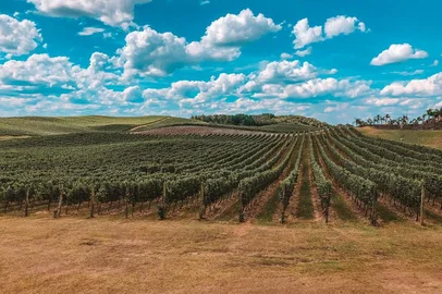 Roteiro por Flores da Cunha; Vinícola; Destemperados<!-- NICAID(14970884) -->
