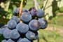 Chuva de granizo provoca novas perdas na produção de uva na Serra <!-- NICAID(14977094) -->