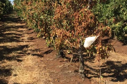 Bom Jesus decreta situação de emergência por conta da estiagem<!-- NICAID(14990484) -->
