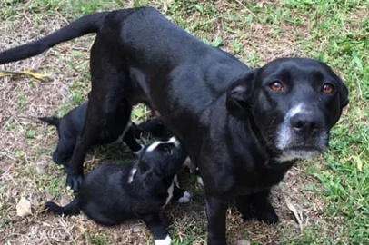 Sem castração aumentam casos de ninhadas abandonadas em Caxias<!-- NICAID(15001234) -->