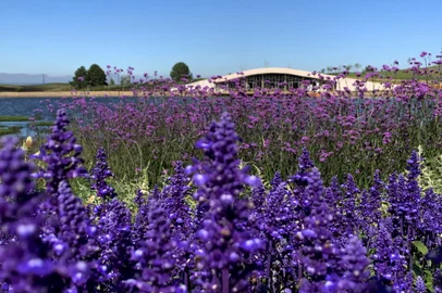 Mátria Parque de Flores, em São Francisco de Paula, na Serra.<!-- NICAID(15008925) -->