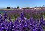 Com nove milhões de plantas, parque de flores do RS supera Keukenhof, nos Países Baixos