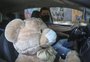 Conheça Charles, o urso de pelúcia que de presente negado virou ajudante de motorista de aplicativo na Capital