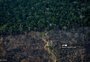 Brasil ultrapassará 137% da meta de emissões de CO2 se desmatamento seguir ritmo atual