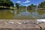 PORTO ALEGRE, RS, BRASIL - 25.02.2022 - Peixes agonizando e outros mortos no lago do parque Germânia, na Capital. (Foto: Lauro Alves/Agencia RBS)<!-- NICAID(15026987) -->