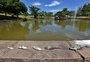 Mais de uma dezena de peixes aparece morta em lago do Parque Germânia