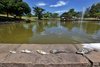 Cinco peixes tinham sido retirados da água e repousavam nas pedras que delimitam o lago, apresentando diferentes tamanhos e estados de decomposição