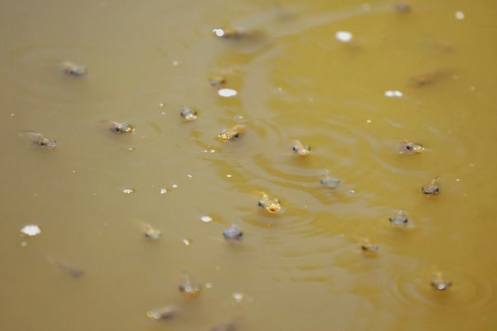 Lago também abrigava dezenas de peixes menores vivos e tinha suas águas com coloração verde-musgo