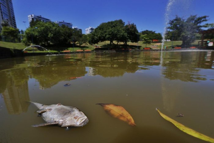 Animais morreram por falta de oxigênio, devido à situação de estiagem no RS