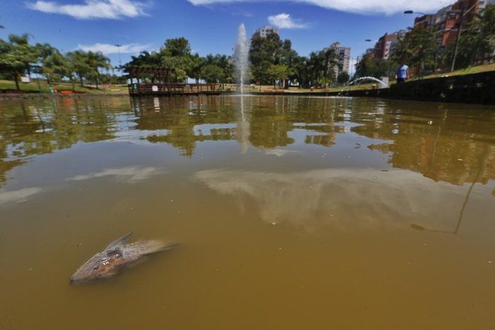 Segundo a Smamus, estiagem leva a alteração na concentração de nutrientes na água, seguida por uma maior proliferação de algas e diminuição do oxigênio