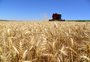 Efeitos da guerra: veja cinco pontos que preocupam a indústria de trigo do Brasil 
