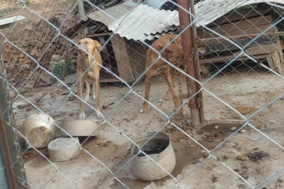 Homem de 31 anos foi preso por maus-tratos contra cães em Veranópolis na tarde de terça-feira, 8 de março. <!-- NICAID(15037031) -->