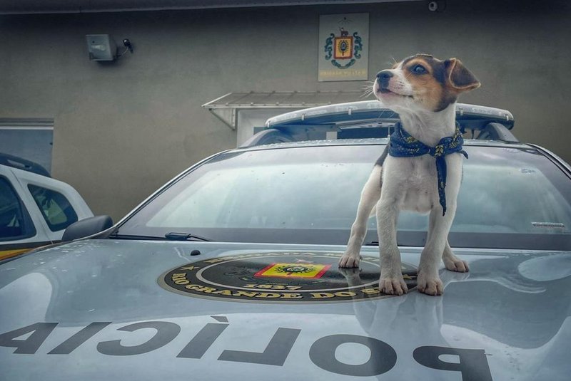 Policias da BM de Farroupilha acolhem cão abandonado. Filhote recebeu o nome de Recruta e permanecerá sob os cuidados do 36º BPM<!-- NICAID(15052349) -->