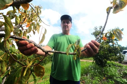 CAXIAS DO SUL, RS, BRASIL, 22/03/2022. Produtor rural Jorge Leite, contrata todos os anos seguro agrícola. No ano ado, recebeu seguro da plantação de pêssego. Das plantações de caqui e maçã não recebeu. Na foto, mostrando estragos do granizo no pessegueiro. (Porthus Junior/Agência RBS)<!-- NICAID(15048264) -->