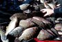 Vendas de peixe devem crescer 24,1% na Semana Santa no RS