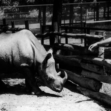 Rinoceronte CacarecoBrasil, São Paulo, SP. 14/02/1958. O rinoceronte Cacareco é visto no zoológico de São Paulo, zona sul da capital paulista, na década de 50. Como forma de protesto, Cacareco foi transformado em candidato à vereador durante votação em 1958 e acabou eleito para uma das 45 cadeiras da Câmara Municipal de São Paulo com mais de 100 mil votos. Cacareco foi um dos mais famosos casos de voto nulo ou de protesto em massa da história da política brasileira, uma vez que se tornou o candidato mais votado do pleito. - Crédito:ARQUIVO/ESTADÃO CONTEÚDO/AE/Codigo imagem:53554Editoria: VARLocal: SÃO PAULOIndexador: ARQUIVOFonte: AGE-ESTADÃO CONTEÚDO<!-- NICAID(15075676) -->