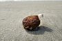 Equipe da UFRGS batiza novo item de lixo encontrado nas praias: a antropoquina, rocha sedimentar formada por areia, sal do mar e plástico<!-- NICAID(15077833) -->