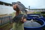 Charqueadas, RS, BRASIL,  27/04/2022- Projeto da UFRGS com detentos da Penitenciária Estadual do Jacuí une piscicultura e cultivo de hortas. Foto: Ronaldo Bernardi / Agencia RBS<!-- NICAID(15079555) -->