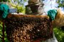 Pauta sobre a produção de mel do Rio Grande do Sul. Produção está em risco devido à estiagem e condições climáticas adversas.<!-- NICAID(15079817) -->