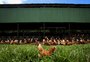 Três das sete empresas mais bem avaliadas em ranking de bem-estar animal estão no Brasil