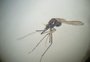 Brasil ultrapassa 500 mortes por dengue em 2022