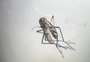 Caxias em alerta: saiba como reconhecer o mosquito transmissor da dengue e o que fazer caso encontre o inseto 