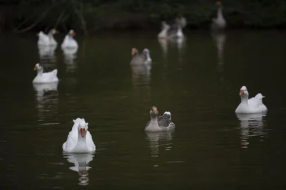PORTO ALEGRE, RS, BRASIL - Ao mesmo tempo em que os animais estão sendo retirados dos parques de POA, a praça Lúcia Bottini, na Zona Sul,  tem bichos saudáveis e em boas condições. Na imagem três gansos nadam no lago da praça.Indexador: Jeff Botega<!-- NICAID(15092053) -->