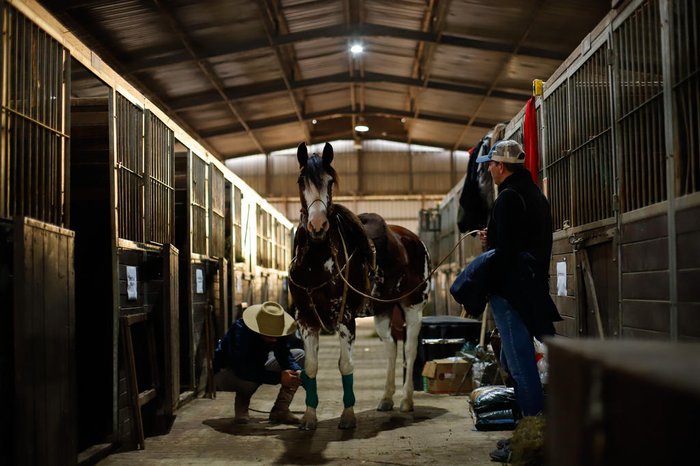 Tradicional pista do cavalo crioulo está com as porteiras abertas na Fenasul Expoleite para etapas classificatórias