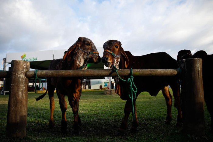 Ao todo, 687 animais foram inscritos para participar da Expoleite Fenasul
