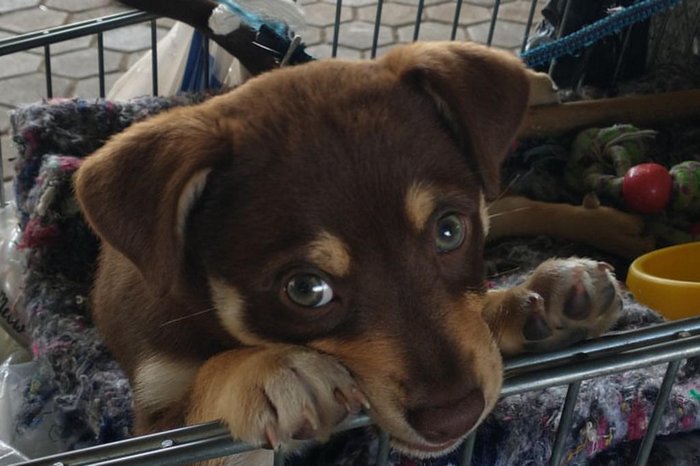 Objetivo é tratar os pets ao menos duas vezes por mês