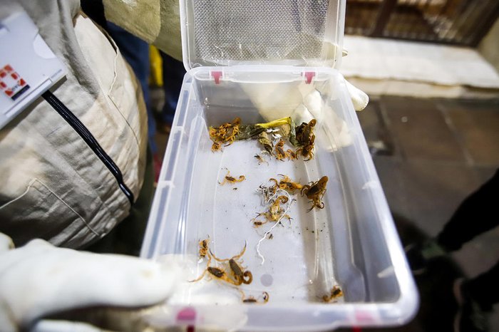 Animais serão levados para local adequado, fora das ruas