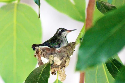beija-flor, alegrete, quinta-feira, foto do leitor<!-- NICAID(15106566) -->