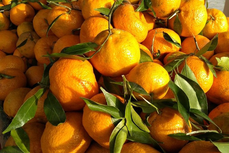 Feira Ecológica celebra colheita de citros neste sábado em Caxias do Sul<!-- NICAID(15120365) -->